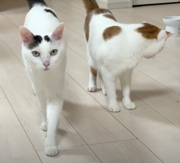 集まる猫たち