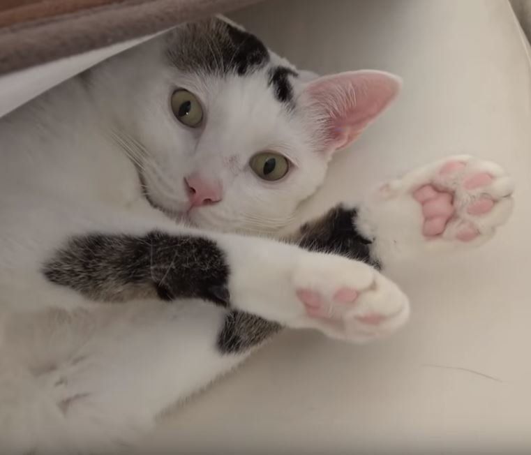 かくれんぼをする猫