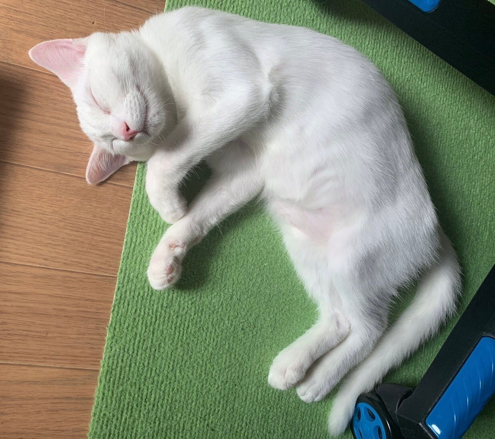 家族に迎えて3日目のあさひくん。