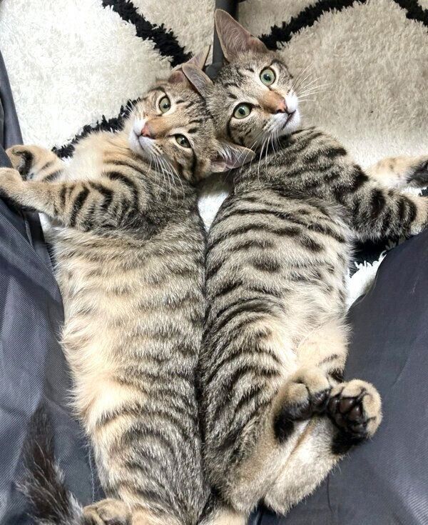 見つめるユンユンくん、ヤンヤンくん