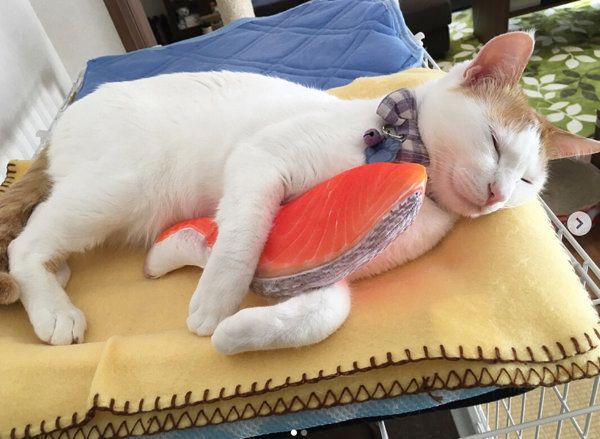 鮭クッションを抱いて寝る猫