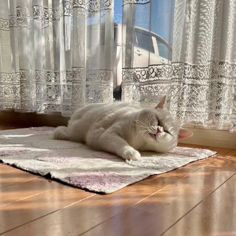 寝ぼけ眼のラフくん