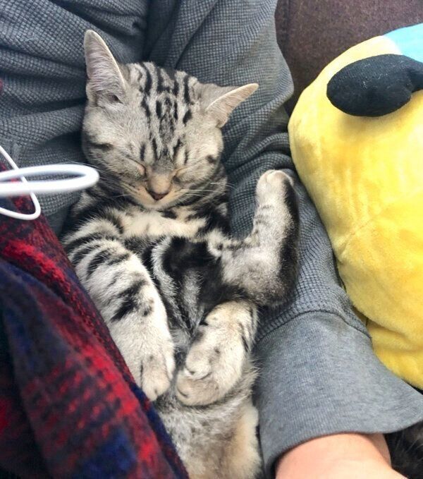 無理矢理腕の中に入ってきて眠ってしまったおもちくん