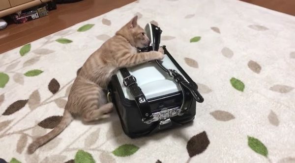 ランドセルで遊ぶ猫