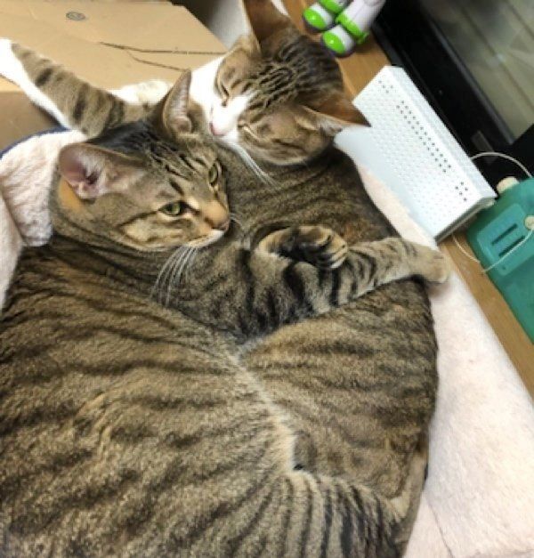 寄り添うミントちゃんとライムちゃん