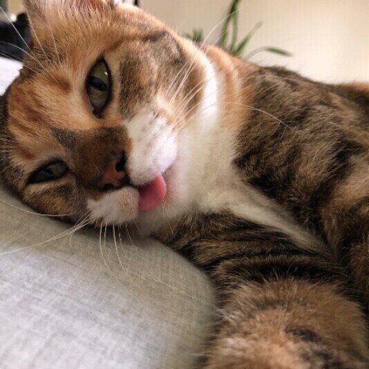 ミケのくりちゃん