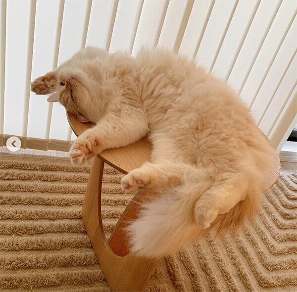 大胆な姿で寝るむぎちゃん