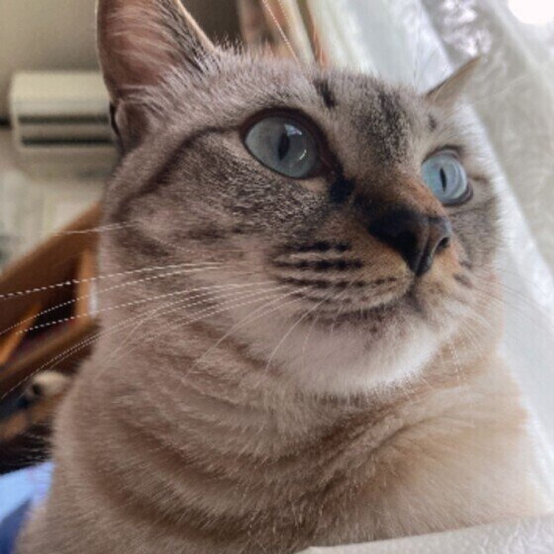 猫が家族の中で自分にだけなつかないのはなぜ なついてもらうために心がけたいこと ねこのきもちweb Magazine 猫が家族の中で自分にだけなつかないのはなぜ なついてもらうために心がけたいこと ねこのきもちweb Magazine