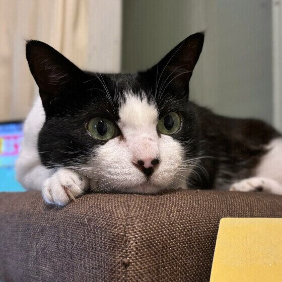 あごのせする黒白猫