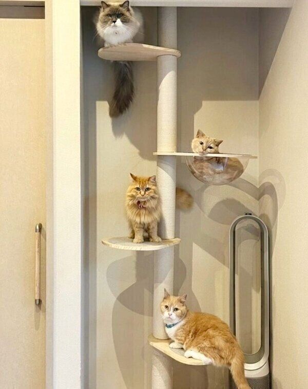 ココちゃん、じゅじゅちゃん、ピアスちゃん、まいるくん