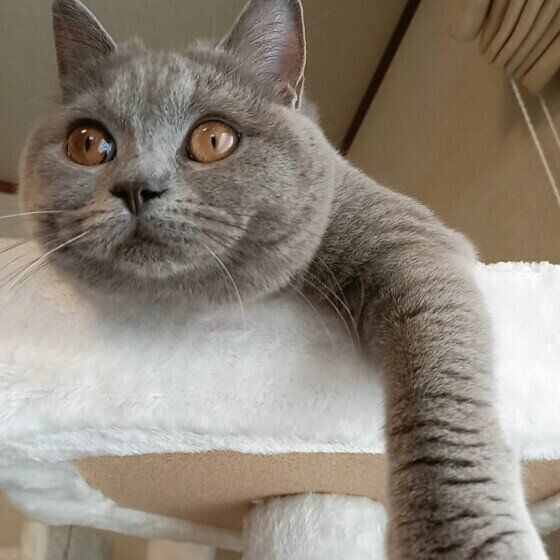 キャットタワーに登るブリティッシュショートヘア