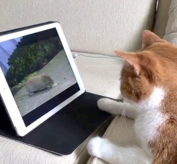 動画を見る猫