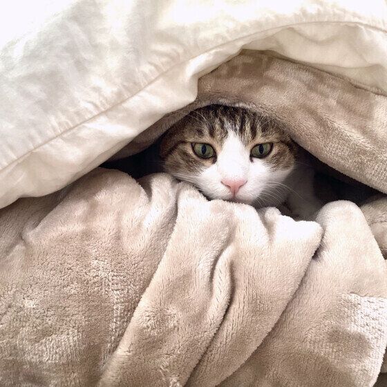 MIX（茶×白）の五郎くん