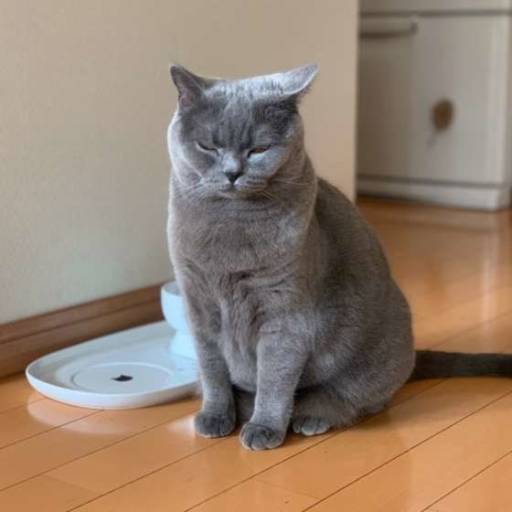 ブリティッシュショートヘアのめいちゃん