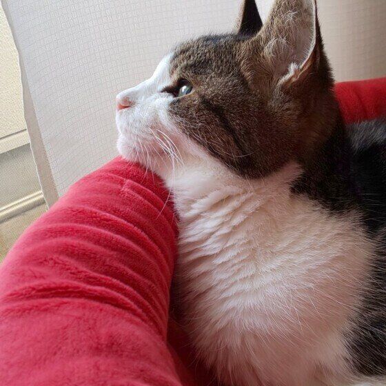 お外を見ながらうとうとするウインザーちゃん