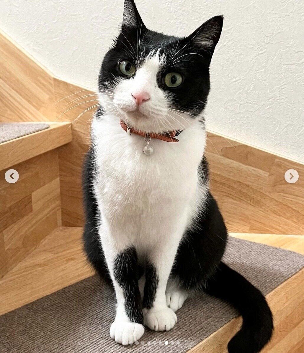 階段に座るみゅうちゃん