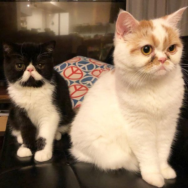 おもちちゃんと八ちゃん