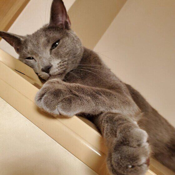 ロシアンブルーのレグルスちゃん