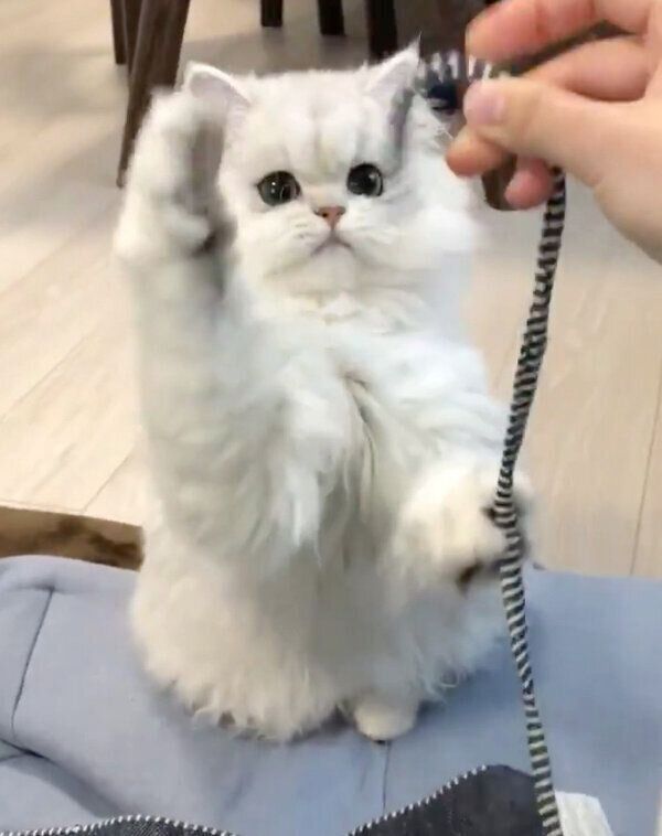 ヒモで遊ぶ小梅ちゃん