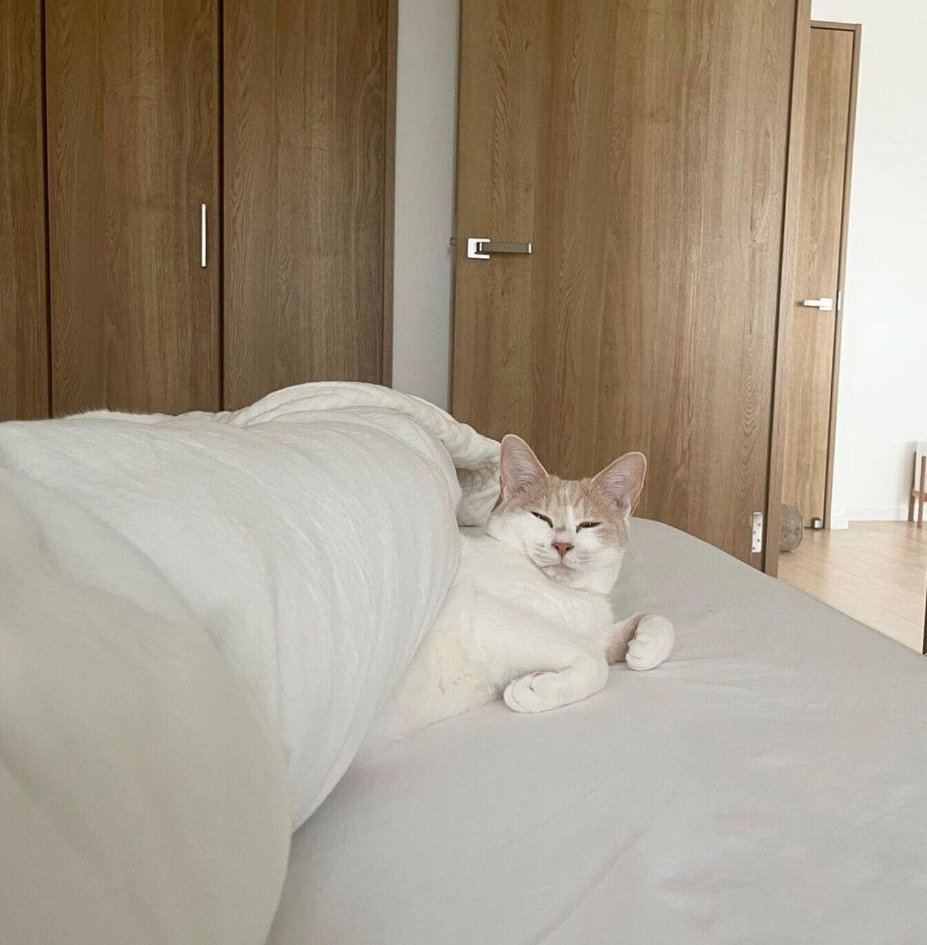 布団を使うミソくん