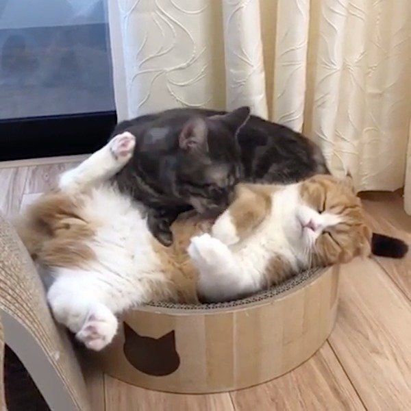 毛づくろいするスコティッシュフォールドとマンチカン