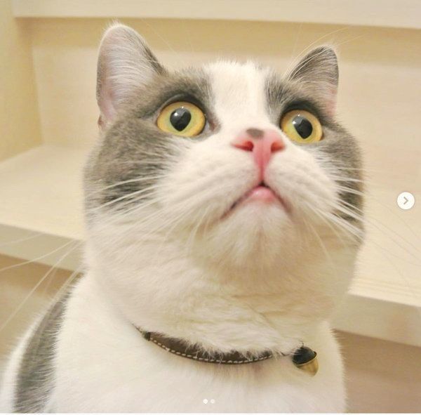 くりくりお目めのブリティッシュショートヘア