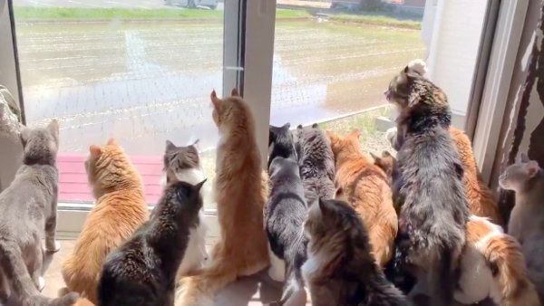 田植え作業を見つめる猫