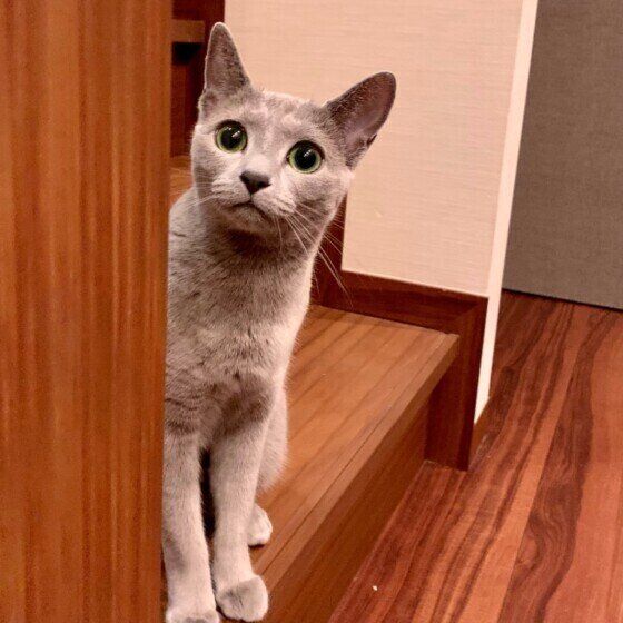 ロシアンブルーのミーシャちゃん♪