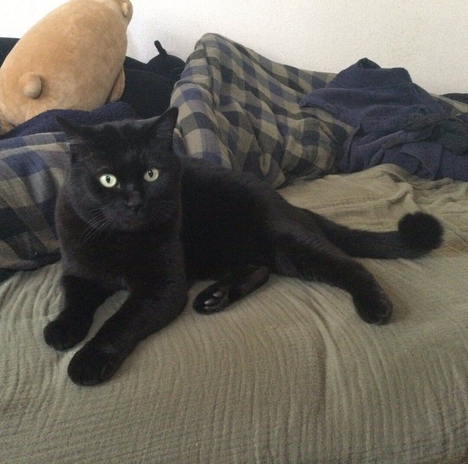 まったりするにゃんきちくん