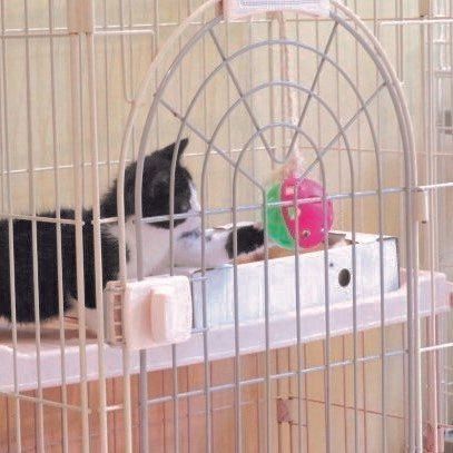 写真提供／さぬき動物愛護センター　しっぽの森