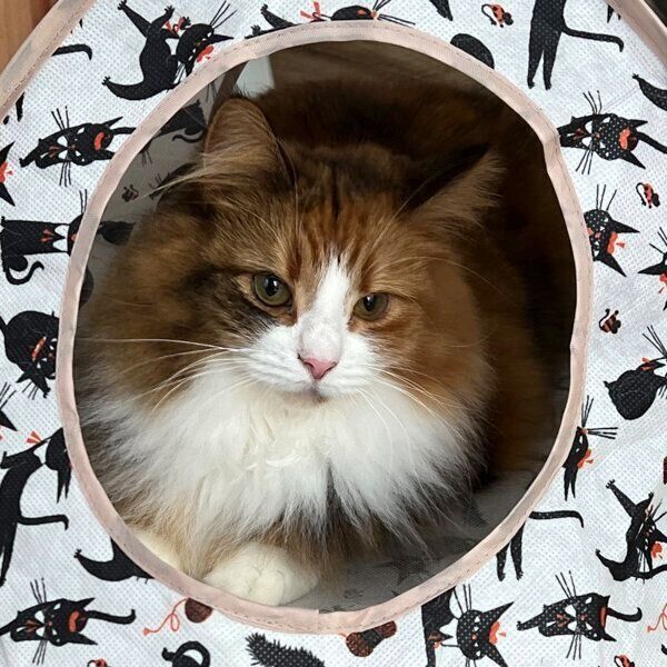 平常時の麦ちゃん