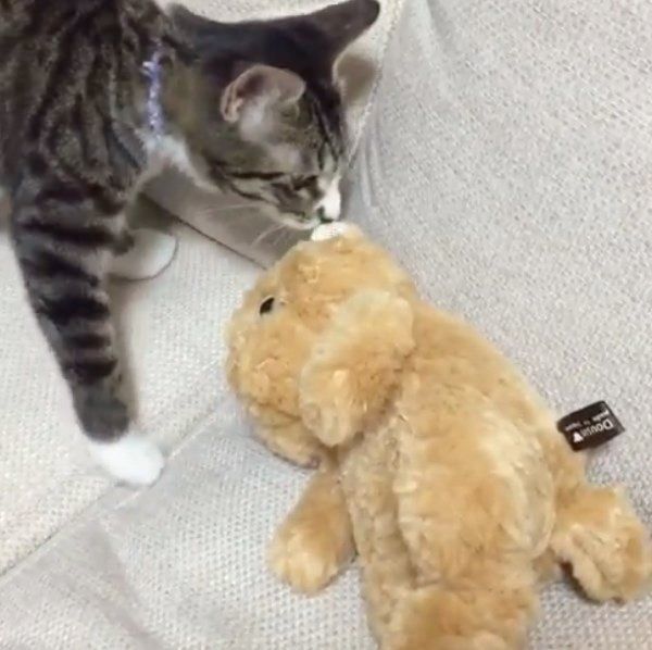 ぬいぐるみと遊ぶ猫