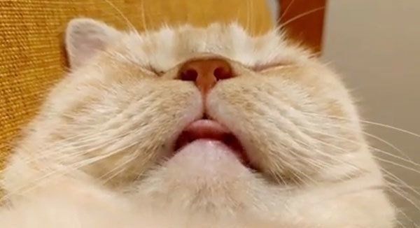 眠るマンチカン