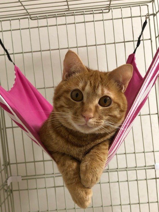 ハンモックでくつろぐ茶トラ