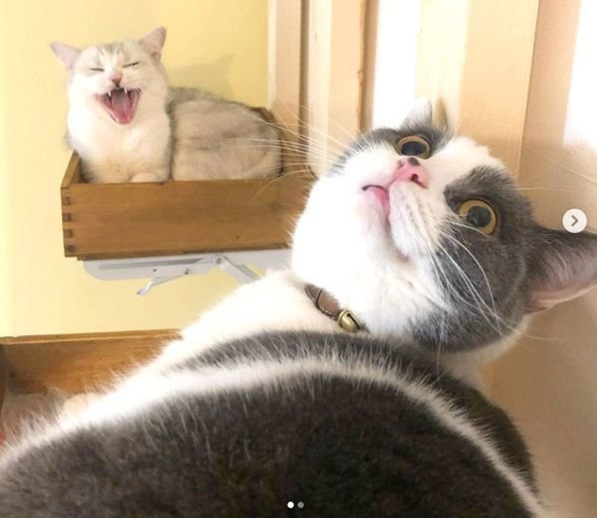 ネタ を採用 ニャンズのおもしろかわいい名前の由来とは ねこのきもちweb Magazine ネタ を採用 ニャンズのおもしろかわいい名前の由来とは ねこのきもちweb Magazine