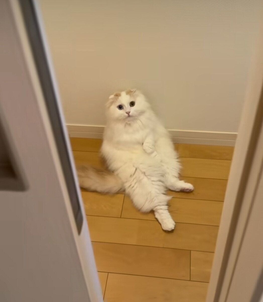 スコティッシュフォールドのミントくん