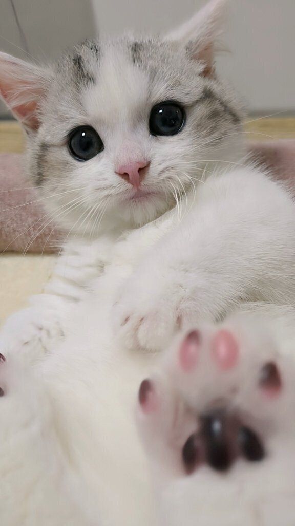 飼い主さんが「かわいすぎてびっくりした」と投稿した1枚