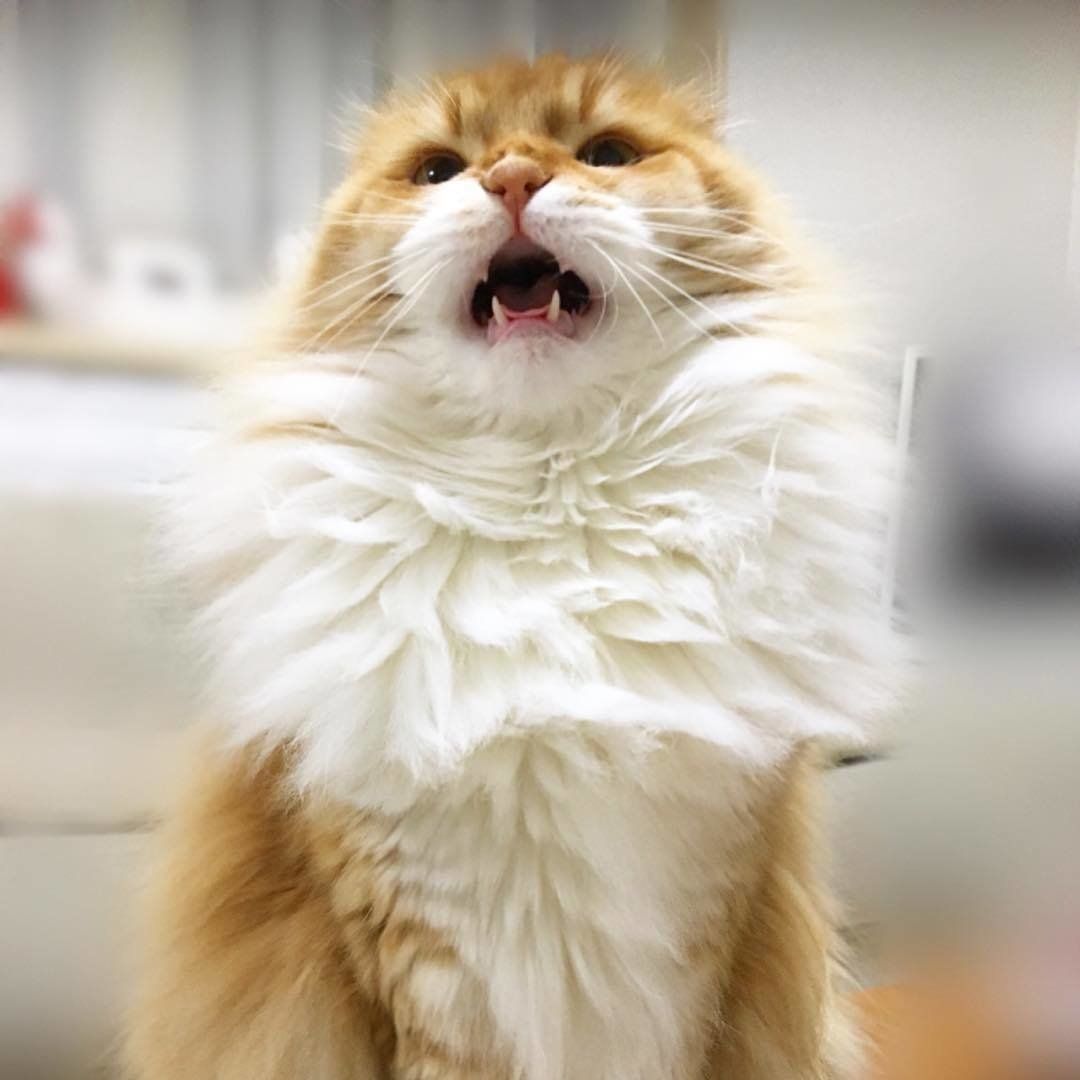 クッキーくんのあくび