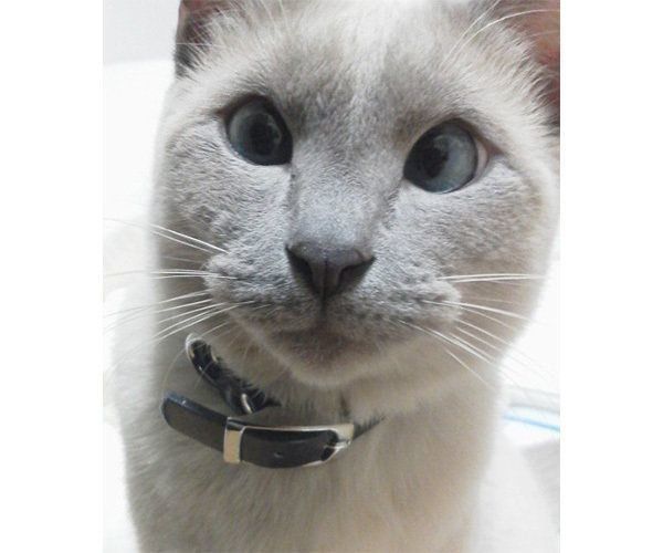 トンキニーズのスースちゃん