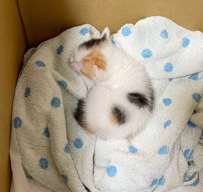 保護当時のみづきちゃん。