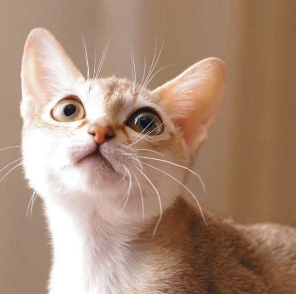 猫のサイレントニャーとは