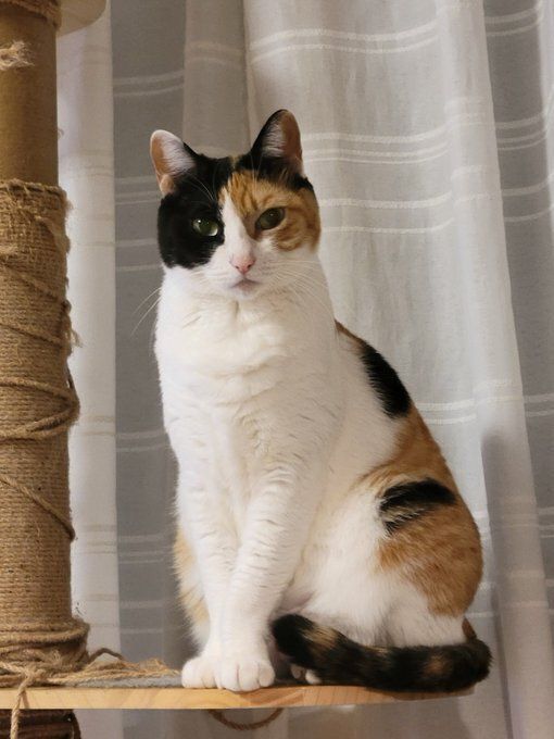 キャットタワーの上に座る猫