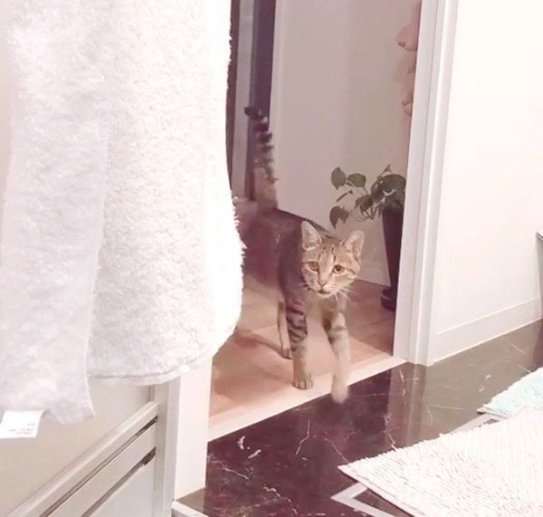 飼い主さんを探しにきたMugiくん