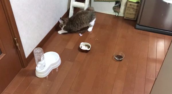 床をかく猫
