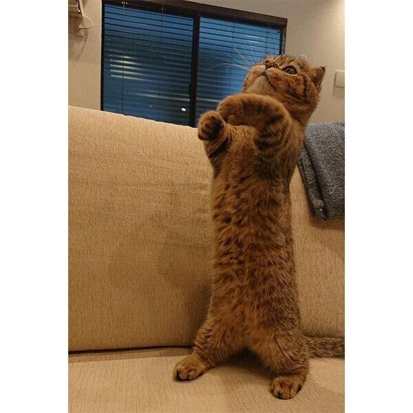 背中が真っ直ぐなたぬ吉くん