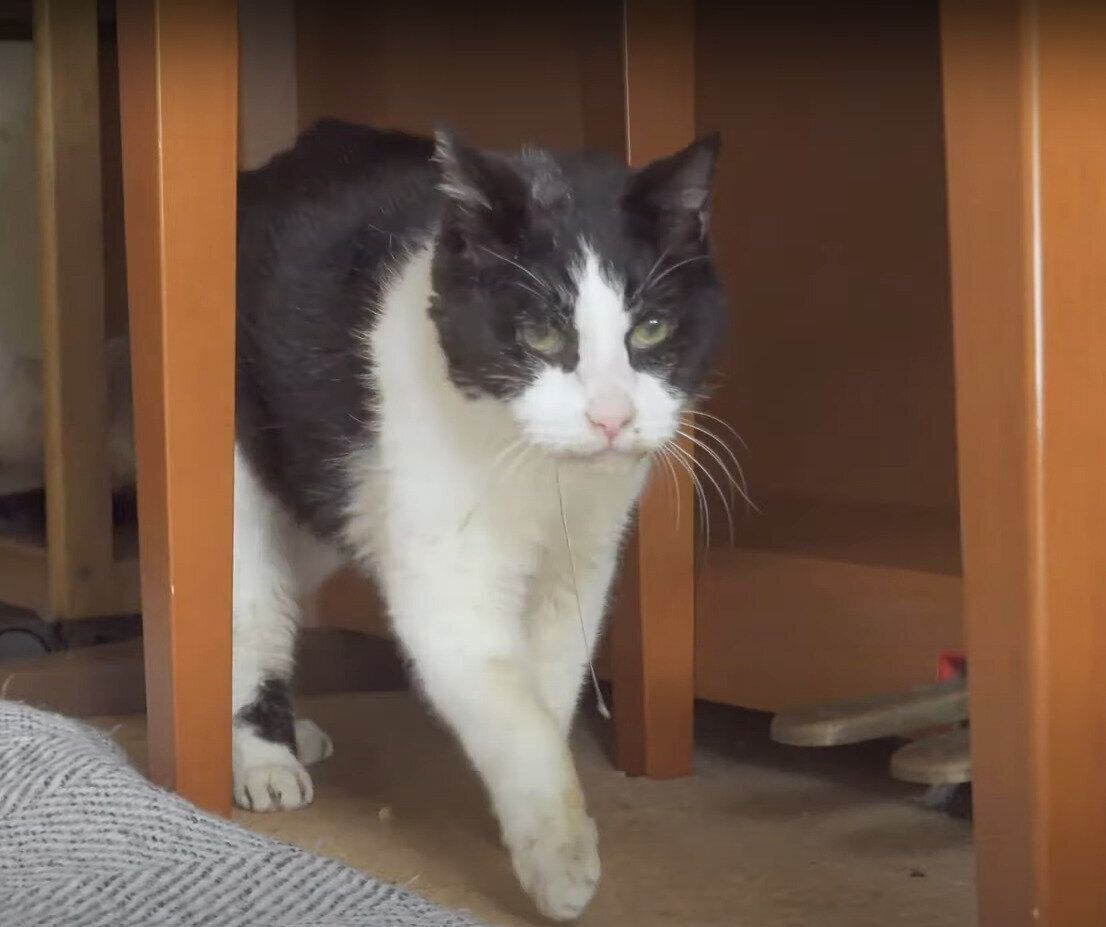 21歳のおじいちゃんニャンコ、元気くん