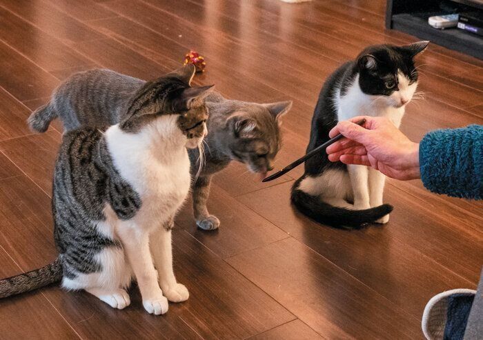 おやつの順番待ちをする愛猫たち