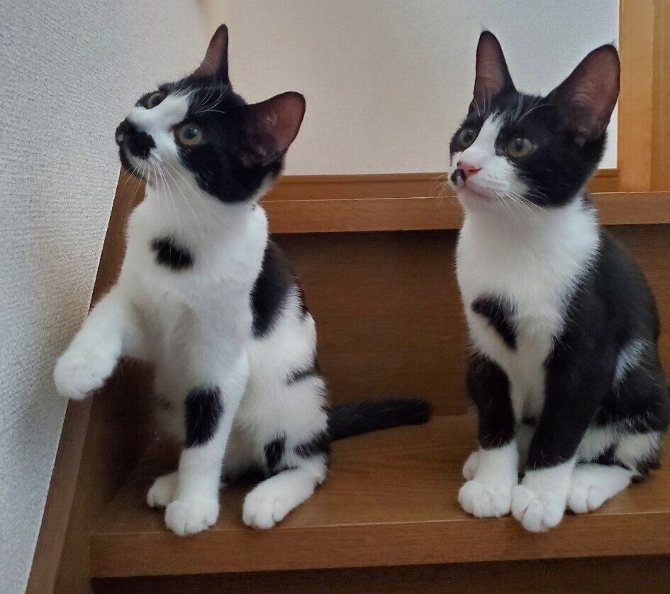 子猫時代のダダくん、ミアちゃん