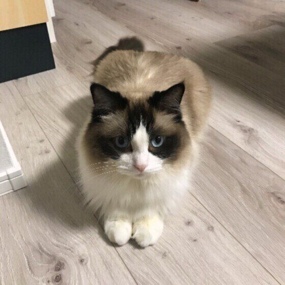 伏せをするラグドール