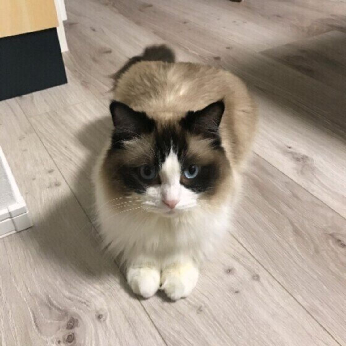 見分けが難しい 似ている猫種 バーマン と ラグドール ねこのきもちweb Magazine 見分けが難しい 似ている猫種 バーマン と ラグドール ねこのきもちweb Magazine